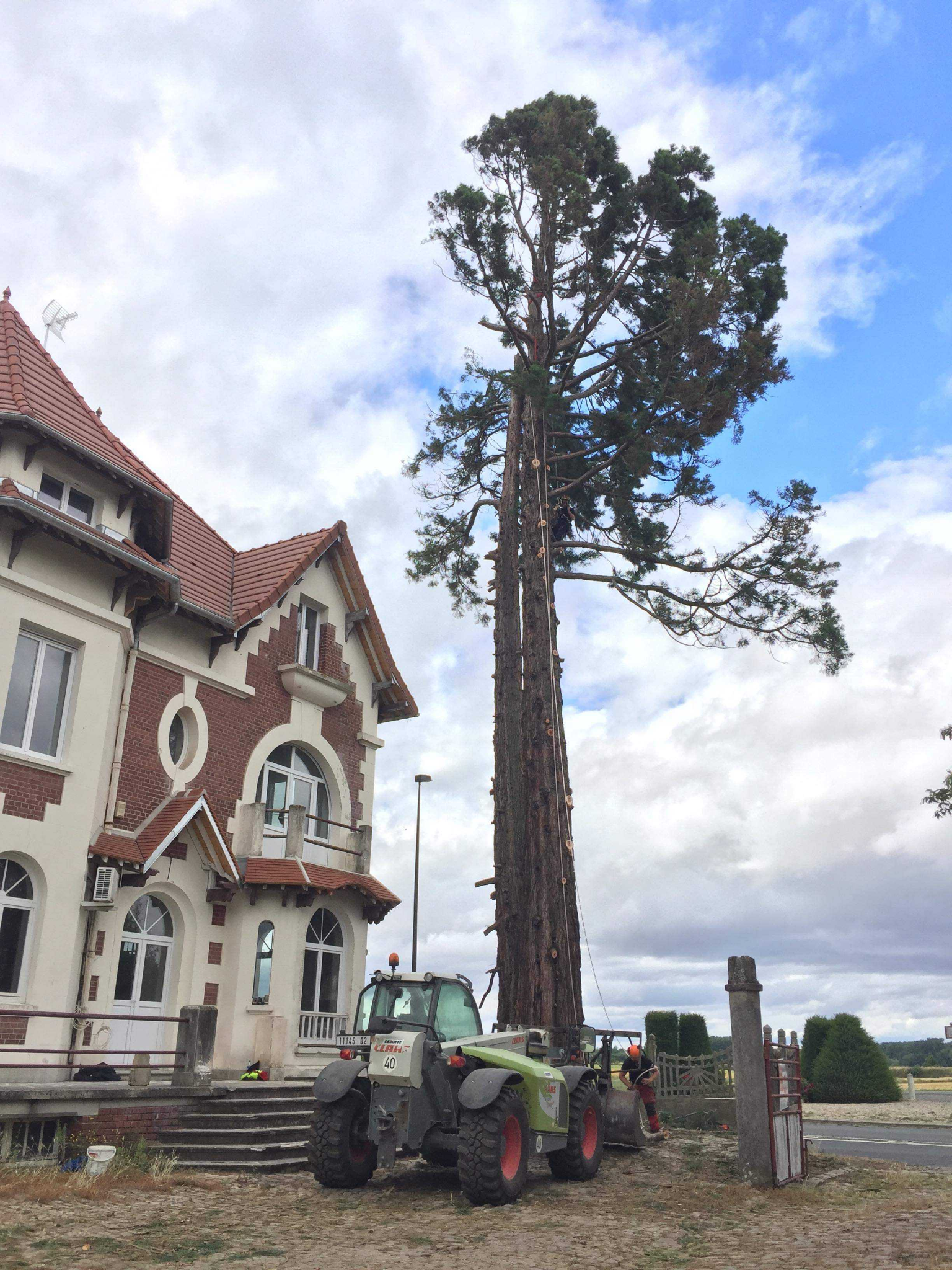 Photo du chantier avec le séquoïa